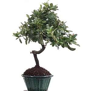 Bonsai – Pyracantha spec, Feuerdorn 205/22