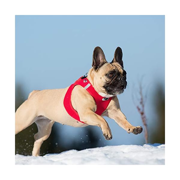 Curli Vest Harness Softshell with Air-Mesh Lining Step-in Dog Harness Lightweight Breathable Dog Harnesses for Small Medium Dogs Brown 2XS Curli Vest Harness Softshell with Air-Mesh Lining Step-in Dog Harness Lightweight Breathable Dog Harnesses for Small Medium Dogs Brown 2XS