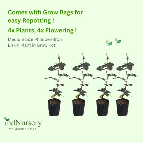 Image of IndNursery Rose Plant Variety Combo Pack of 4 Live All Season Flowering Plants in Grow Bags for Home and Office Garden