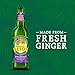 Reed's Strongest Ginger Beer - 3x Fresh Ginger Root for Intense Spice - 12oz Glass Bottles, 12 Pack