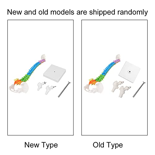 Lebensgroßes, Flexibles Anatomisches Menschliches Wirbelsäulenmodell mit Vollständigen Nerven, Arterien, Lendenwirbelsäule und Abnehmbarem Becken und Femur. Wissenschaftliches