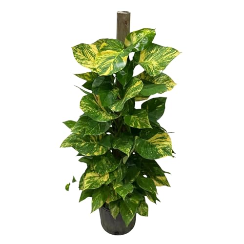 Golden Pothos Live Plant (Devils Ivy) 4 Ft Variegated Gold Leaf Pothos on Totem Pole Tall Tropical Indoor Houseplant for Home or Office Air Purifying Rare Live Plant Gift for Garden Lovers
