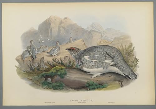 Cuadro de pintura famosa Lagopus Mutus con lienzo moderno de John Gould en 60x90cm