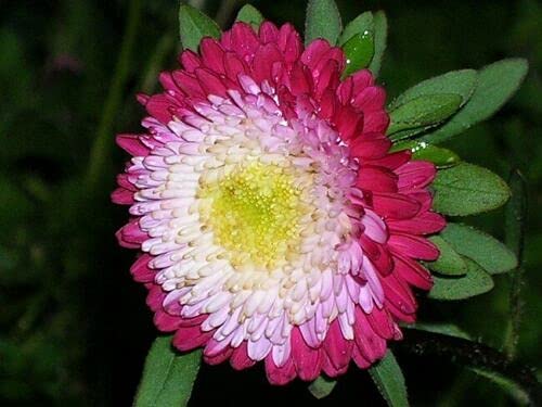 Nika Seeds - Flowers Aster Winter Cherry Annual - 100 Seeds #TOP6
