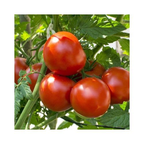 LiveNature Desi tomato seeds (500 seeds) (B0D3CX81FP) Amazon Price History, Amazon Price Tracker