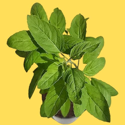 Image of FairyZone Live Real Ayurvedic Rama Tulsi Plant Green Tulsi Live Plant With Pot(TULSI LIVE PLANT)