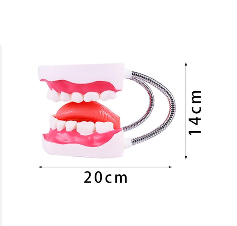 Modello for la cura dei denti dentali, Modello for la cura dei denti for l'igiene orale con spazzolino gigante, Modello dimostrativo dentale for bambini, Strumento didattico for la logopedia for spieg