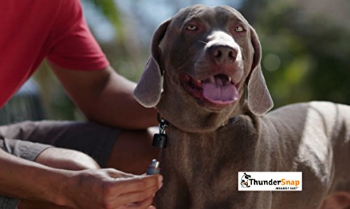 Thundersnap Quick-Connect Dog Leash (Medium/Large, Black) #TOP4