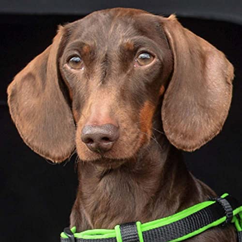 Animology Coat e Corpo Capsule Supplemento