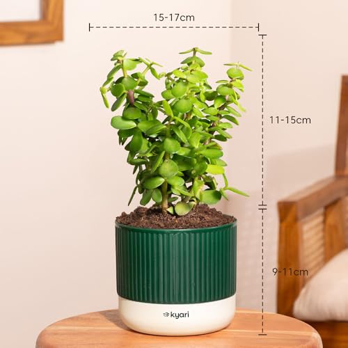 Image of Kyari Combo of 3 Indoor Plants - Lucky Jade, Golden Hahnii, Money Variegated with Green Self Watering Pot 4 Inch - Live Plants for Home Decor, Living Room, Office Desk - Air Purifying Vastu Plant Set