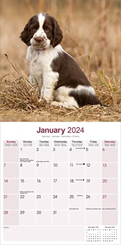 Eng Springer Spaniel (Euro) Calendar 2024 - Image 3