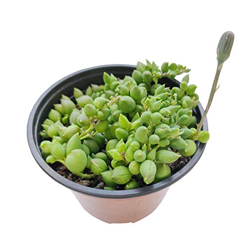 String Of Tears Senecio Herreianus Succulent | Best Succulents For Hanging Baskets | Live Succulent Gift Ideas (4 Inch) #TOP4