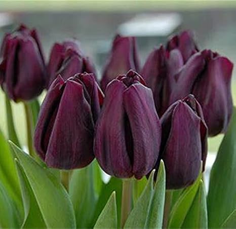 Amazon チューリップの球根 素敵なフラワーコア装飾 ハーディ高い発芽率 5球根 1 花