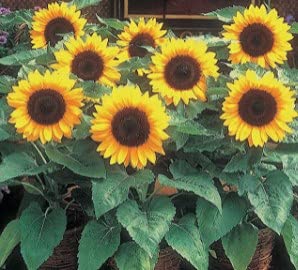 See full amazon price history chart for Healthy Harvest Big Sun Flower Seeds Growing for Kitchen Garden Packet and home gardening Healthy Harvest Big Sun Flower Seeds Growing for Kitchen Garden Packet and home gardening (B08F3LFGG6) Amazon Price History, Amazon Price Tracker