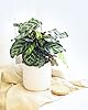 Calathea makoyana Peacock (4" Terracotta Pot) - Peacock Prayer Plant - Easy to Grow, Easy to Care Houseplant for Beginners - Live Healthy Colorful Foliage Houseplant for Home Office Decoration #5