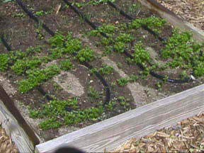 Rocky Mountain Goods Flat Soaker Hose - Heavy Duty Double Layer Design - Saves 90% Water - Consistent Drip Throughout Hose - Leakproof Guarantee - Garden/Vegetable Safe (25Ft) #TOP6