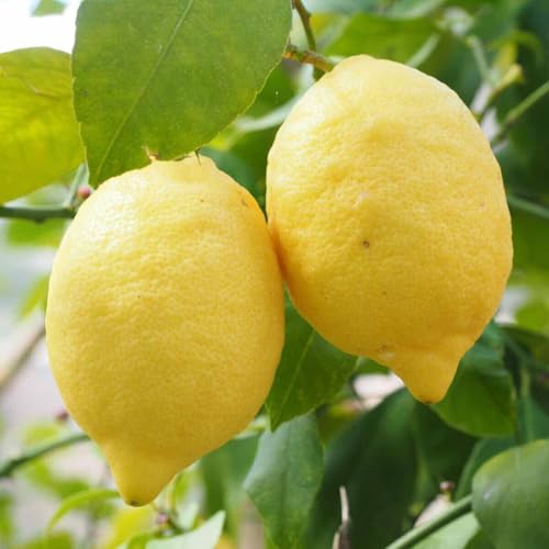10 SEMI DI LIMONE semi freschi