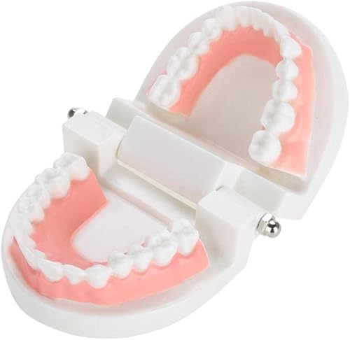Miniatura 4 de Modelo de práctica dental realista con dentaduras removibles - Ideal para entrenamiento y demostración de educación dental - Simulación de anatomía