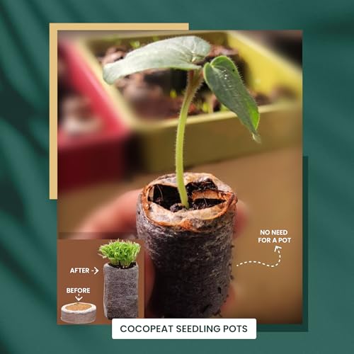 Image of Bombay Greens Plantable Seed Rakhi for Brother Eco- Friendly DIY Grow Kit| Grow Plants from Seeds Rakhi | Rakhi Gift Set - Sunflower