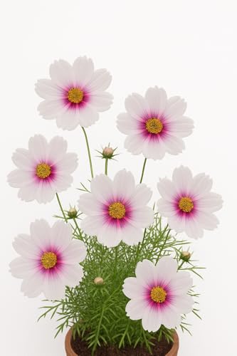 100 graines à semer - Le Grenier d'Abondance - COSMOS DAYDREAM - COSMOS Bipinnatus 'Daydream'