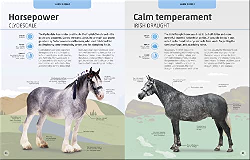 Horses & Ponies: Everything You Need to Know, From Bridles and Breeds to Jodhpurs and Jumping!
