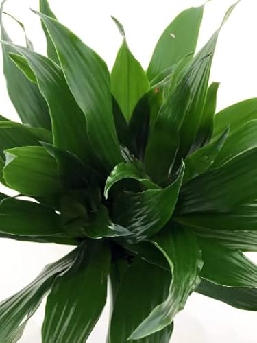 Janet Craig Dragon Tree Dracaena Fragrans 4" Pot -Live Plants #TOP1