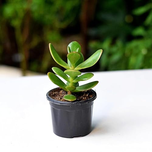Image of Crassula Live Succulent Plant with Pot | Easy-Care Jade /Money Plant for Home & Office | Lucky Indoor Air-Purifying Plant for Table, Shelf & Decor | Fresh Healthy Plant