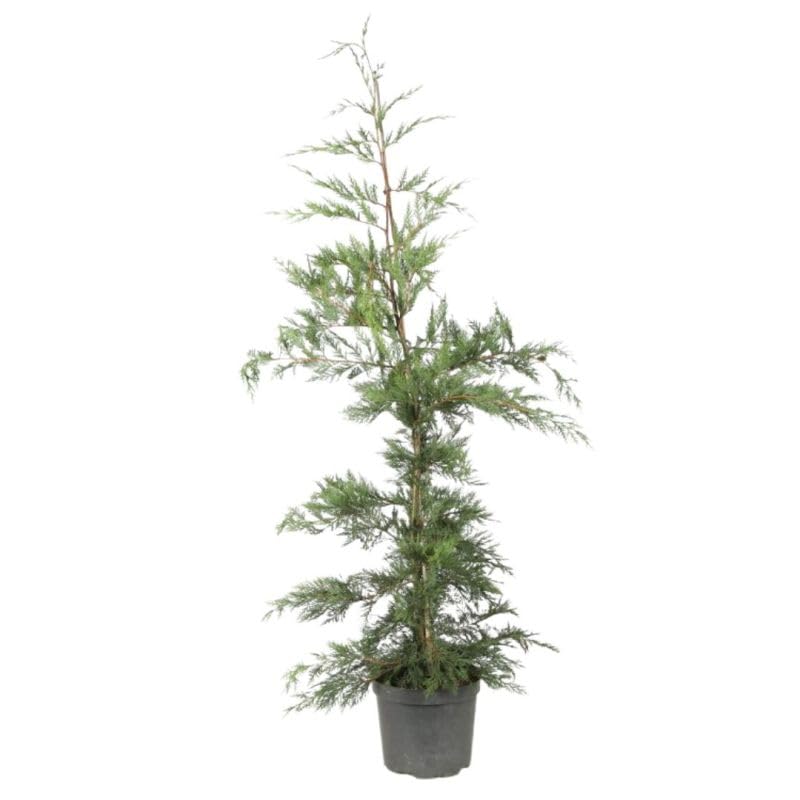 Cyprès de Leyland - Cupressocyparis leylandii 150/160cm 150 cm Pot 5L ? Conifère ? Croissance rapide ? Haie ? Soleil, Mi-ombre