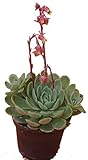 Echeverie (Echeveria Cultivars) Dickblattgewächs