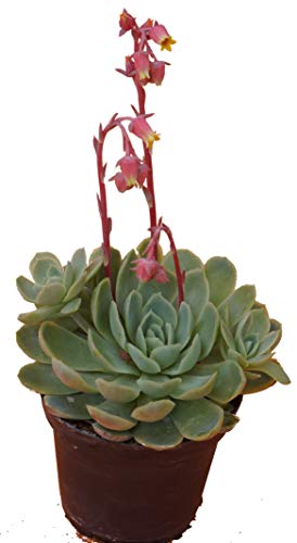 Echeverie (Echeveria Cultivars) Dickblattgewächs