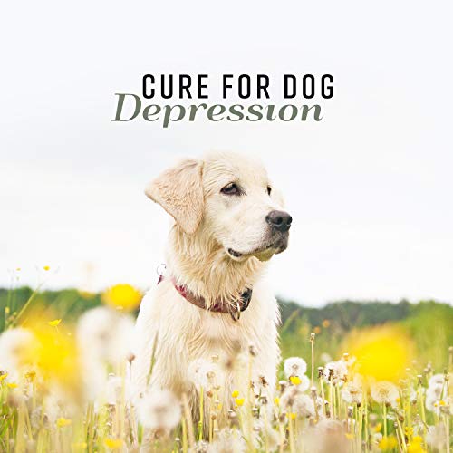 Cure for Dog Depression