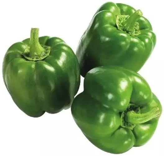 Willvine Organic Green Capsicum-XLI-3A-image-3