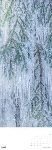 DUMONT - Trees 2026 - Wall Calendar King Size 34 x 98 cm with 12 Photographs of Trees Worldwide, Natural Calendar for Nature Lovers & Tree Friends: Trees - Image 3