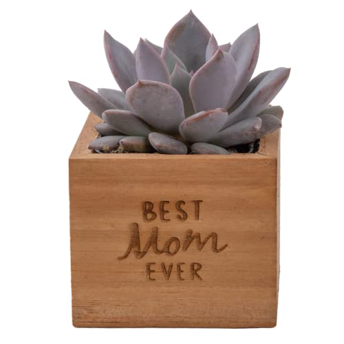 Costa Farms Live Succulent Plant, Echeveria, Mini Succulent Plant Potted In Wood Decor Planter, Live Indoor Houseplant In Cute Cactus Decor, Birthday, Housewarming, 3-5 Inches Tall #TOP17