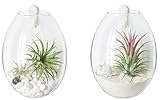 Mkono 2 Pack Wall Hanging Planter Terrarium Bubble Glass Flower Pot Air Plant Holder