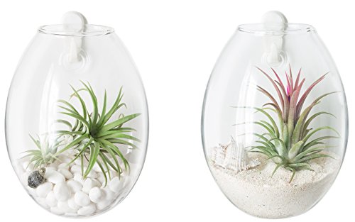 Mkono 2 Pack Wall Hanging Planter Terrarium Bubble Glass Flower Pot Air Plant Holder