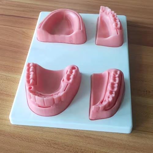 Modelo de práctica oral para simulación de limpieza y enseñanza 3