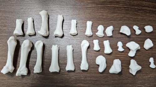 Image of Human Disarticulated Bone Set Skeleton Model | Life Size Premium Anatomy Perfect for Medical Students and Trainer