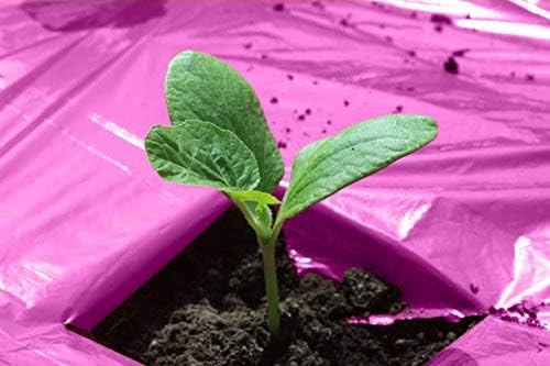 OriginA 1.2mil Pink Plastic Mulch, Garden Mulch, Plastic Film, 5x50ft