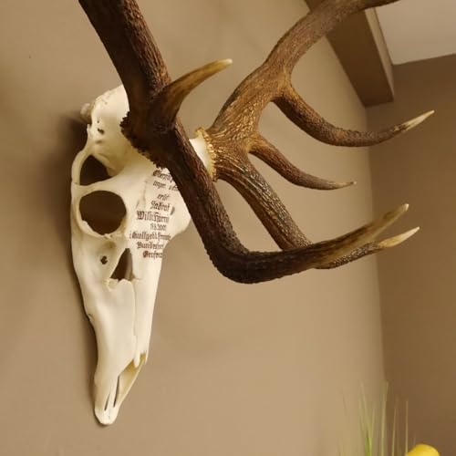 GTK - Geweihe & Trophäen KRUMHOLZ Rothirschgeweih ung. 14 Ender Hirsch Grafenwöhr Höhe 103 cm Stangen Hirschgeweih Geweih