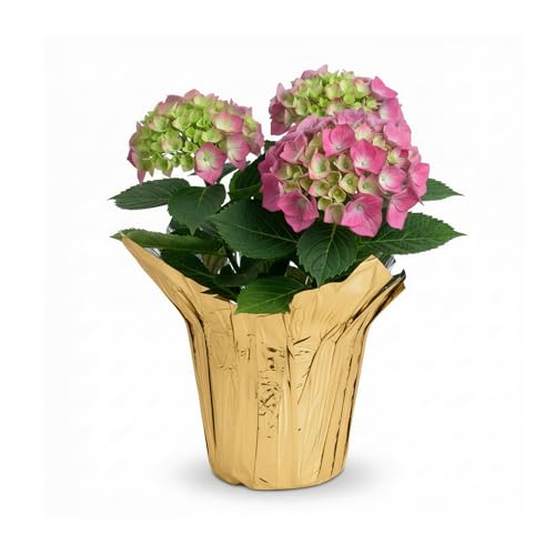 Live Flowering Hydrangea - Shades of Pink, 3+ Beautiful Blooms,