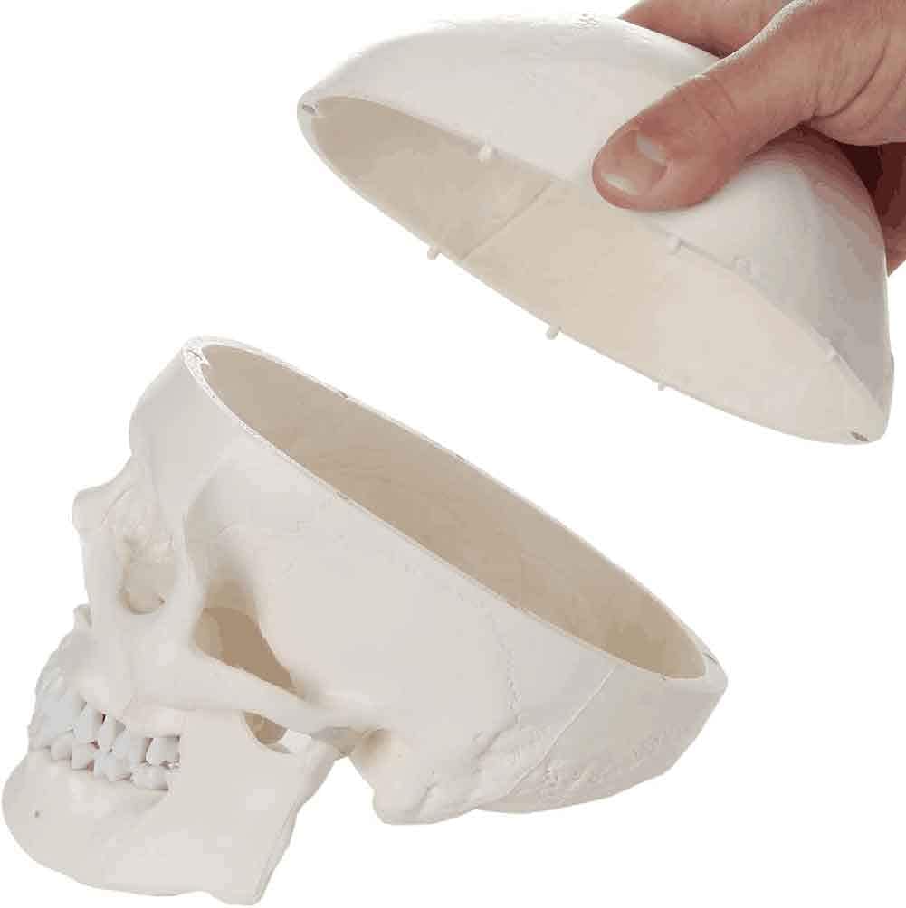Model anatomiczny Mini model czaszki, ludzka czaszka z elastyczną szczęką, do nauczania w szpitalach i szkołach