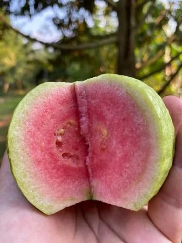 Image of Natura GreenHouse 1 Live GRafted Original red dimond Guava Amrud Plant hybrid all seasons Height 1.5-2 FT (Red Dimond)