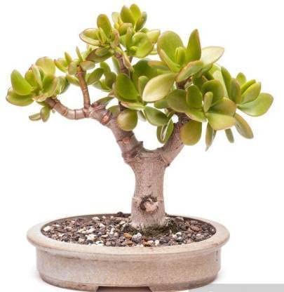 The Entacloo Crassula Bonsai Plant (KH-334)