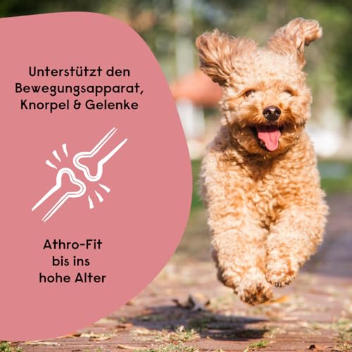 Beruhigungsmittel für Hunde – Hanfred SOS Stangerl mit Pferdefleisch, Anti-Stress Snacks bei Angst & Nervosität – natürliche Hilfe bei Silvester, Autofahren – sofortwirkung & für Allergiker (3 x 65g)