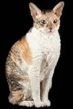 pete cornish pedal  Cornish Rex: Artified Pets Cat Journal/Notebook/Diary