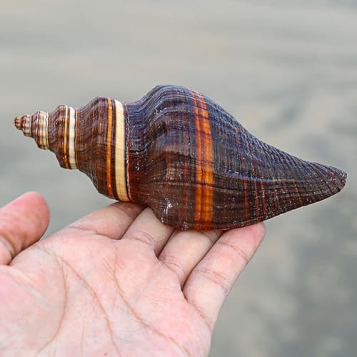 Caracola natural grande para bodas temáticas de playa y centros de mesa 5