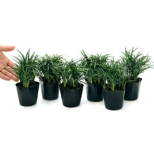 Amazon.co.jp: チャーム ジャノヒゲ（リュウノヒゲ）玉竜 2．5～3号