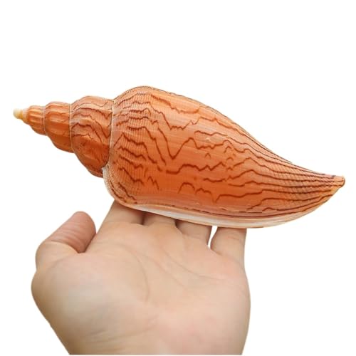 YOUYIMEI Große natürliche Muscheln, große natürliche Muscheln, riesige Meeresschnecke, 15–16 cm, Jumbo-Muscheln, perfekt for Hochzeitsfeiern, Heimdekorationen, Aquarien