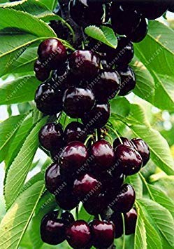 20 semi di ciliegio, Australia semi di ciliegio nero semi di alberi da frutto rari per la piantagione di giardini domestici